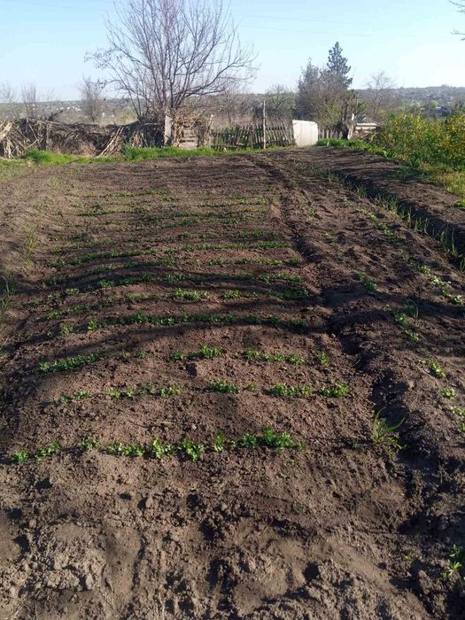 Продам будинок в селі Богданівка
