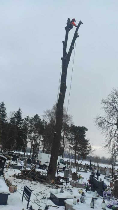 Kompleksowa wycinka drzew, frezowanie pni, rębakowanie usługi wywrotką