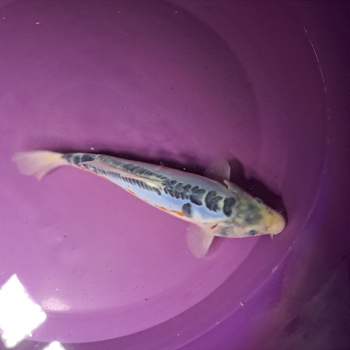 Carpa koi shusui