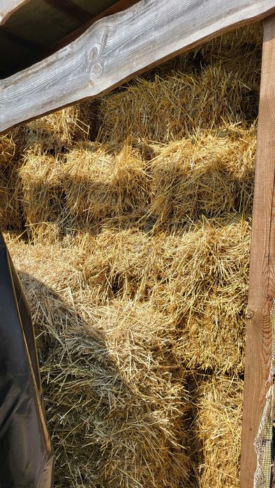 Продам тюки ячної соломи