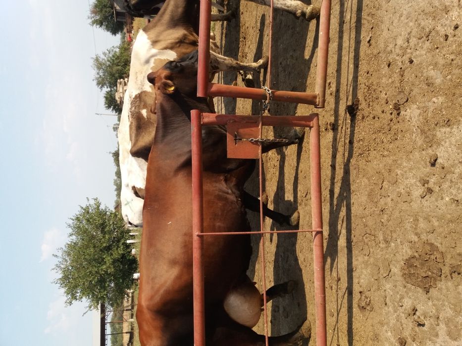 Продам крс на мясо на хозяйство