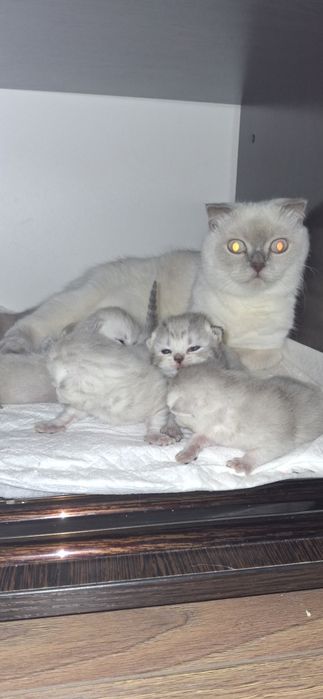 Шотландске кошеня, хлопчик