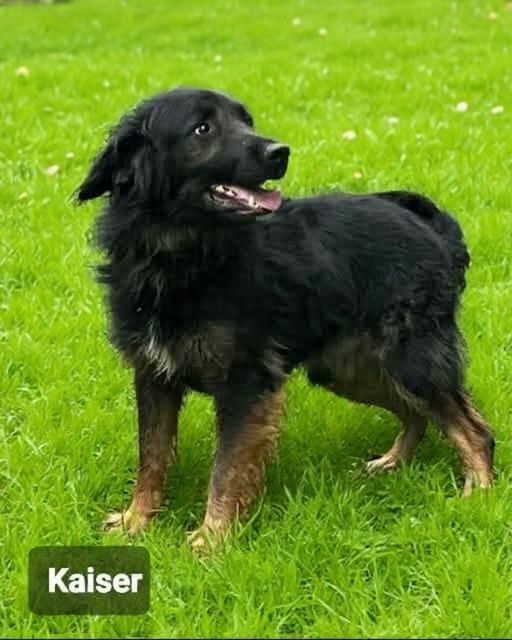 Przepiękny i kochany pies do adopcji.