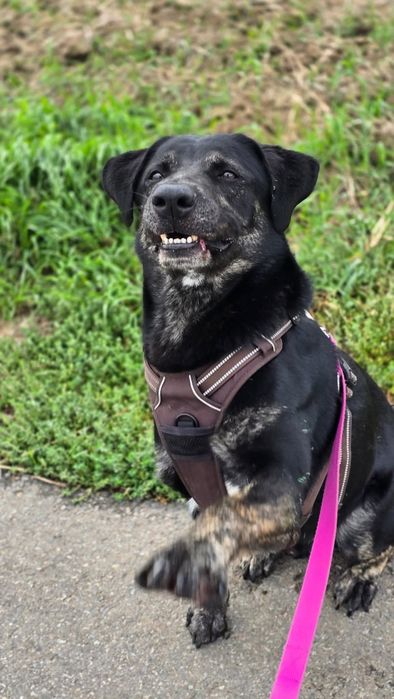 Młody pies mix labradora!