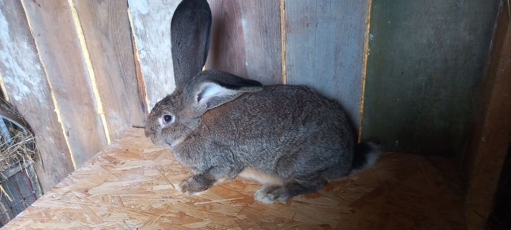 Olbrzym belgijski szary
