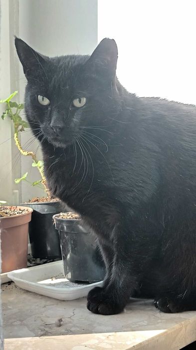 James Bond - adoptuj agenta specjalnego