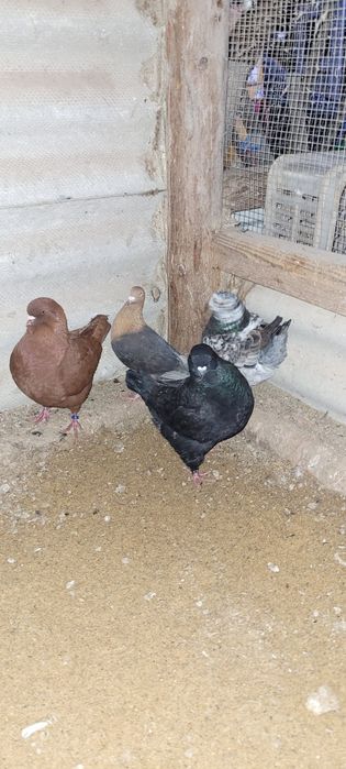 Gołębie king, kingi