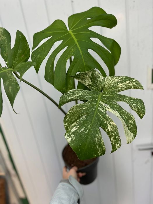 Monstera deliciosa mint