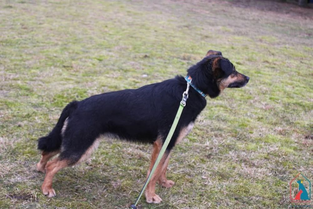 Fiona 33/22 - SZUKA DOMU!