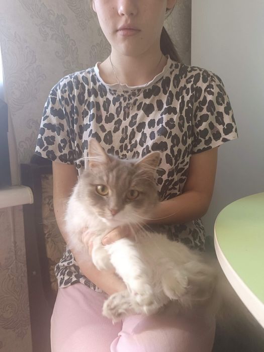 Шукаємо дім для кошечки