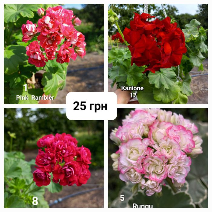 Пеларгонії,  живці свіжозріз.