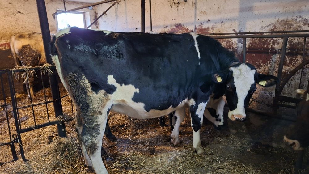 Sprzedam jałówkę wysokocielną.