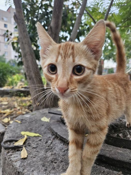 Рудий хлопчик 3 міс