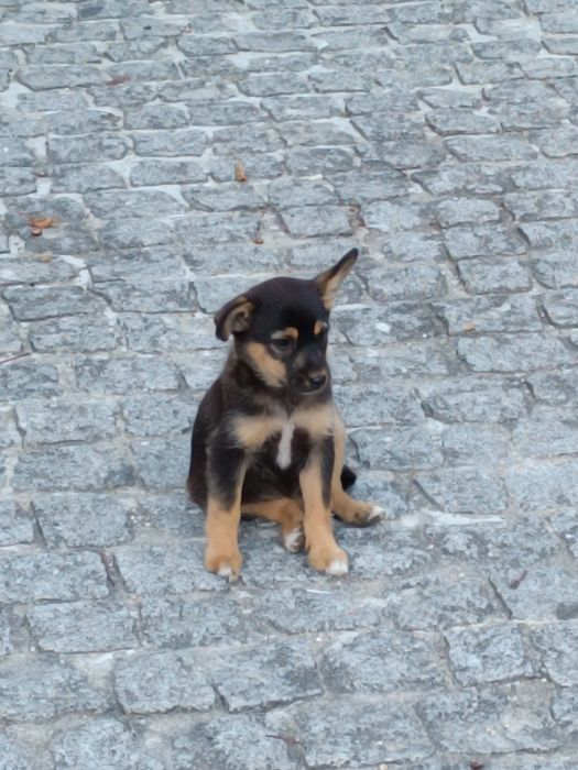 Cães para adotar