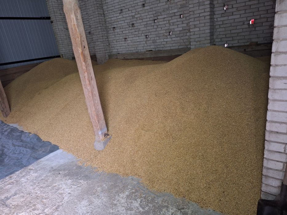 Jęczmień ozimy Sandra