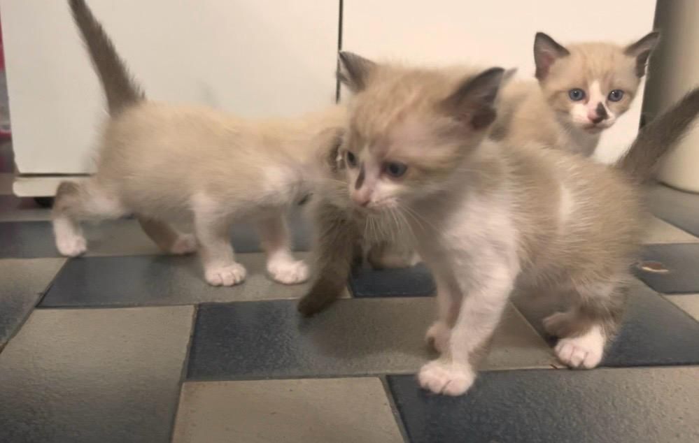 Gatos para adoção responsável