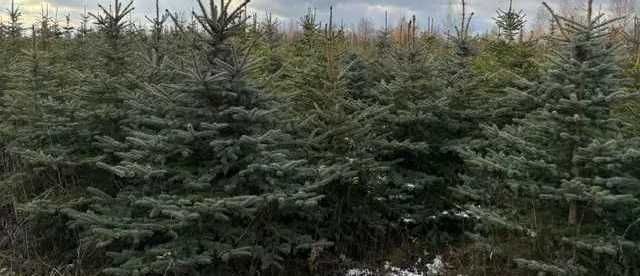 Choinki Cięte Przy Kliencie