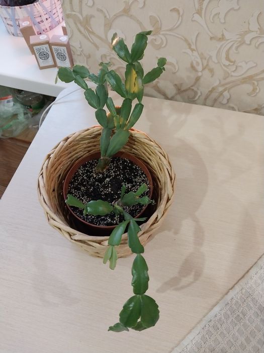 Квіточки на обмін