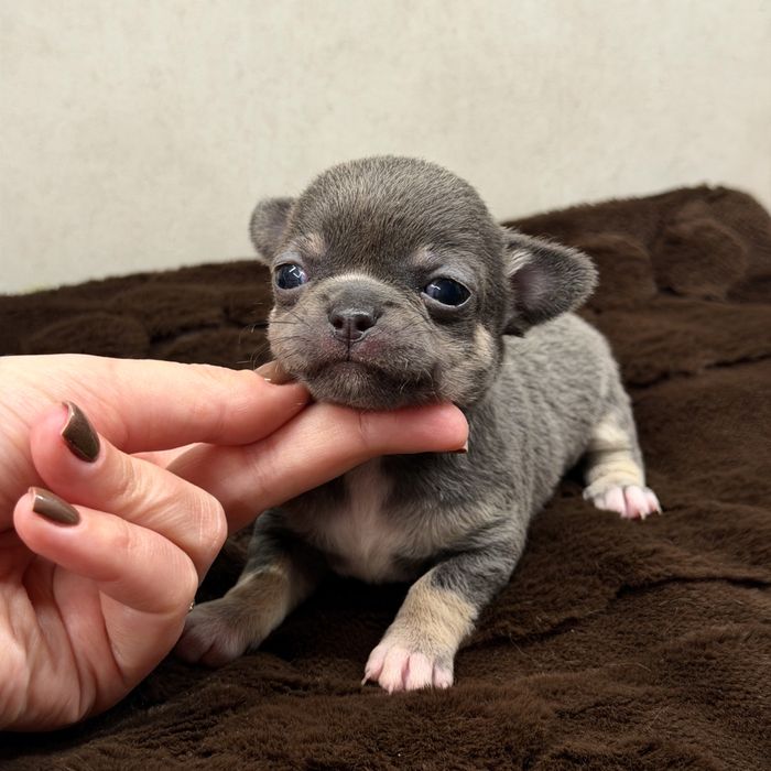 ** Piekna dziewczynka krótkowłosa chihuahua blue z podpaleniami **
