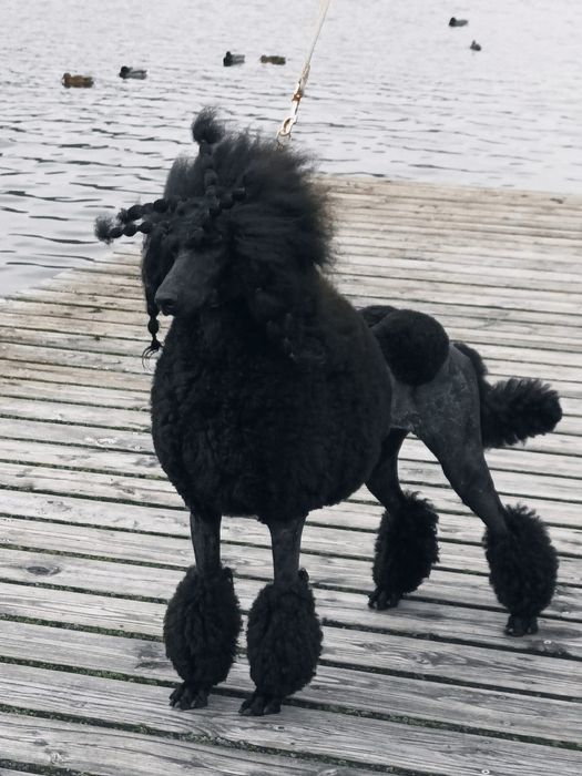 Pudel królewski FCI ZKWP **szczenięta**