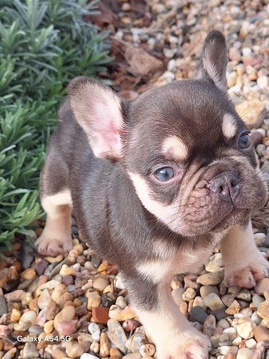 Bulldog Francês Choco Tan Menino