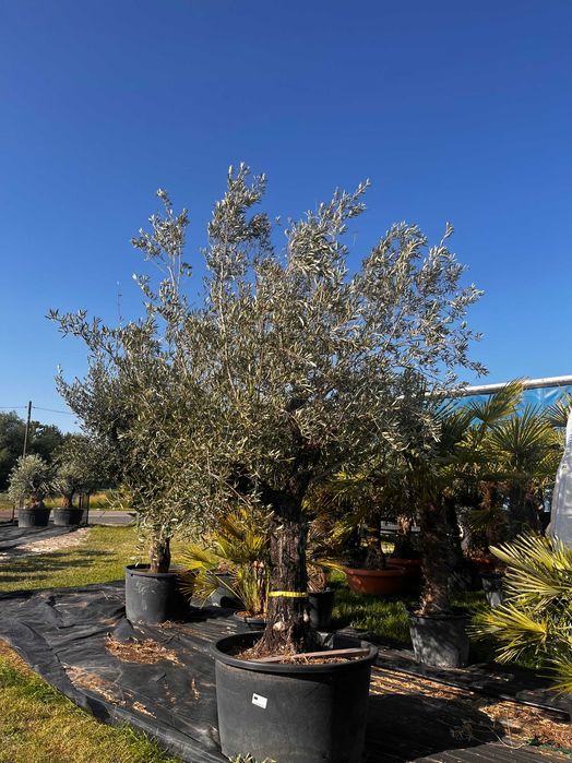 Drzewko Oliwne Oliwka Olea Europaea