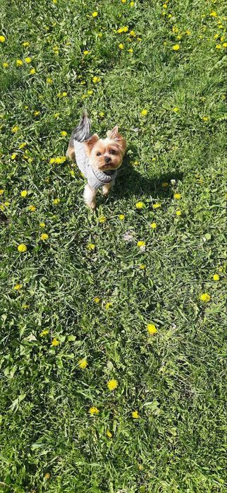 Вязка , Йорк , Йоркшенский терер,