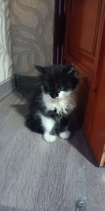 Віддамо кошенят,