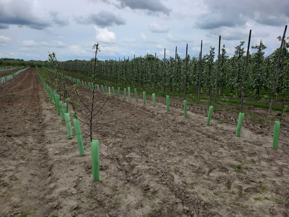 Osłonki ochronne na drzewka wysokość 70cm