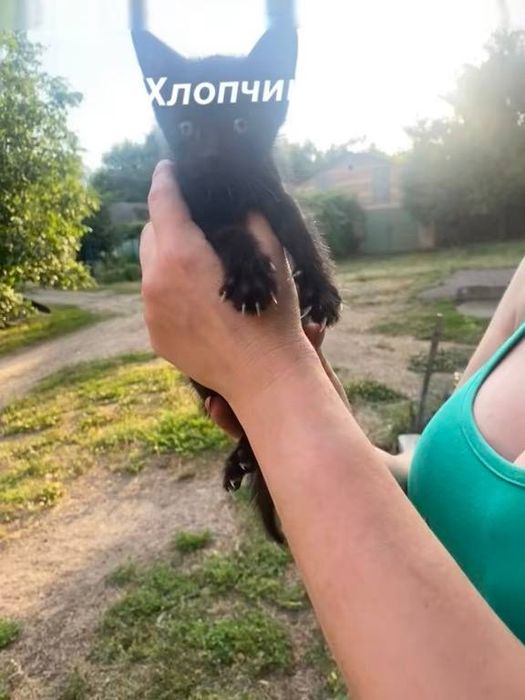 Віддам в добрі руки кошенят