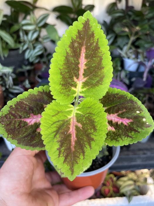 Mudas da minha coleção , dusponives