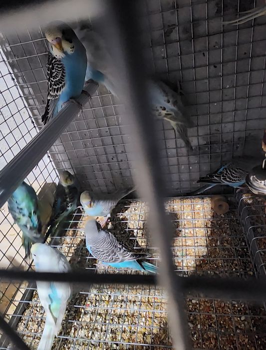 Piriquitos australianos coloridos de 2025