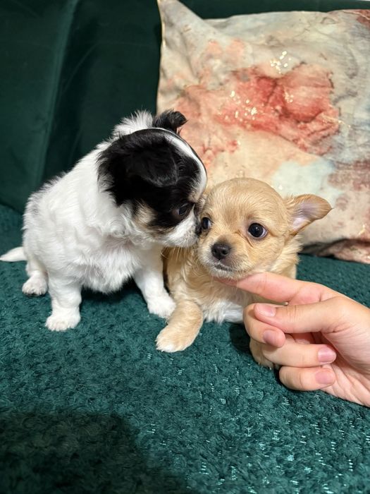 Chihuahua maleńki piesek