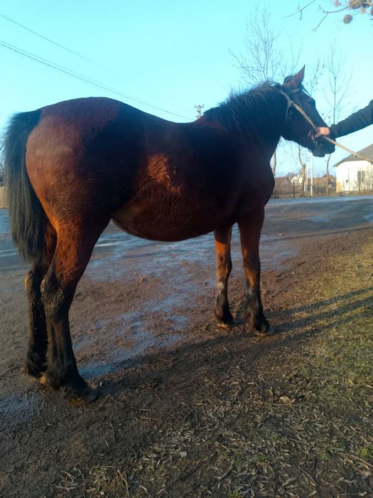 Продається кобила!