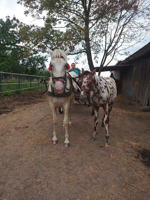 Sprzedam tarantowa klacz SP 5-letnia.