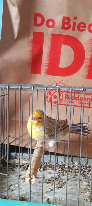 Sprzedam kanarki samce