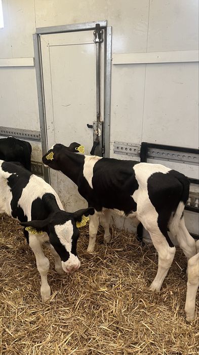 Sprzedam cielaki cielęta ciele