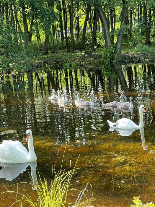 CZTERY STAWY agroturystyka wędkowanie, wakacje-domek/ noclegi