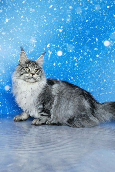 Котёнок мейн-куна Бегемот