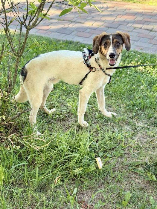 Віддам в добру родину