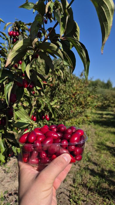 Dereń 2026 - owoce derenia prosto z plantacji - Tarczyn