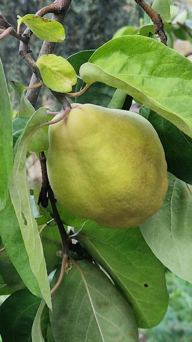 Marmelos  Gamboa