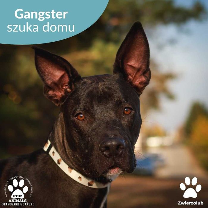 Gangster czeka na dom!