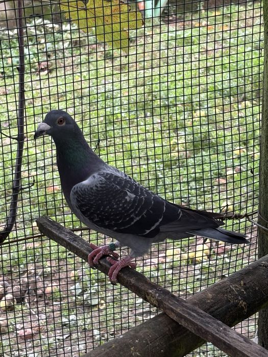 Casais - pombos correios linha antiga