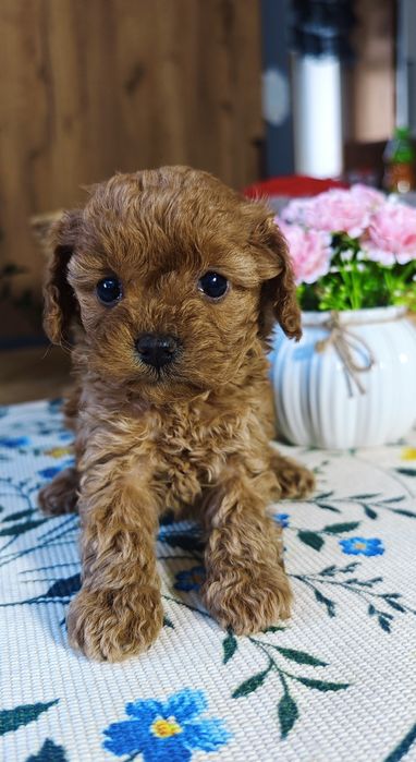 REZERWACJA**Cavapoo** cudowna dziewczynka !