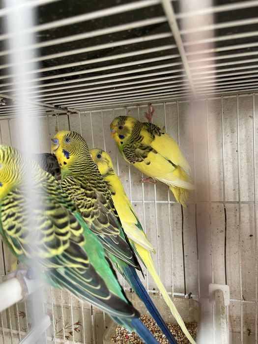 Piriquitos Novos  2025