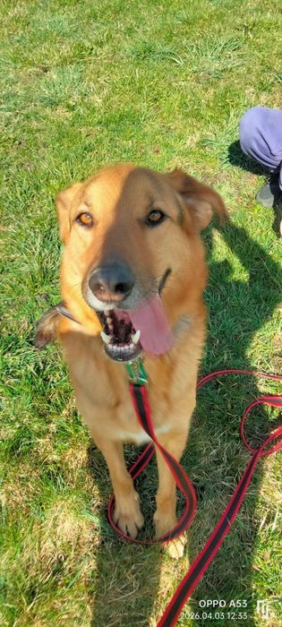 Bandi do adopcji