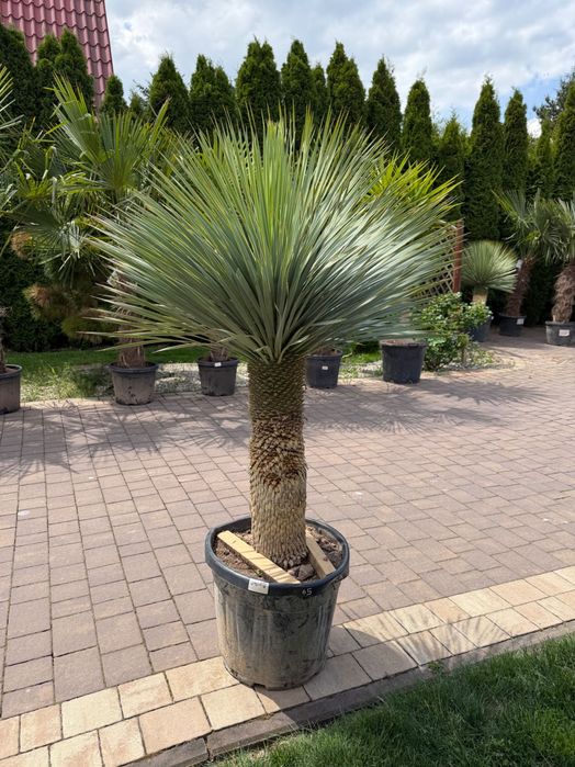 Yucca Rostrata - Mrozoodporna | EGZOTYKA | Ogród | Taras