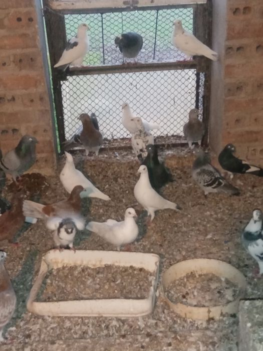 Gołębie zamojskie perskie