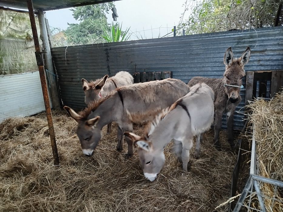 Segue para venda três fêmeas e um macho